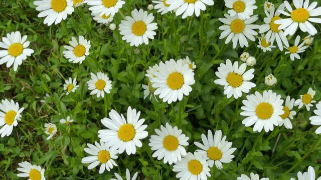 Eine Gruppe von Margareten mit Regentropfen auf den Bl&uuml;ten aufgenommen beim windigen Wetter.
