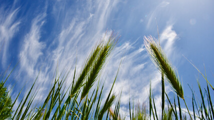 Green wheats in front of a sunny blue sky. Thin clouds in the blue sky.