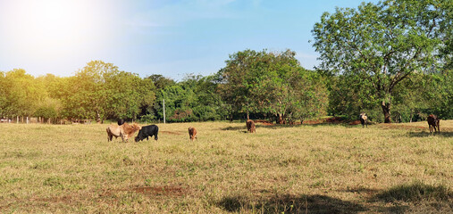 Group of cows on the farm near the city on the blue sky with sunset. No people, space for text.