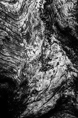 Black and white dead trees