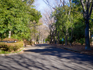 Obraz premium のどかな散歩道 ひるさがりのゆったりとした時間 整備され緑化に努めた街道