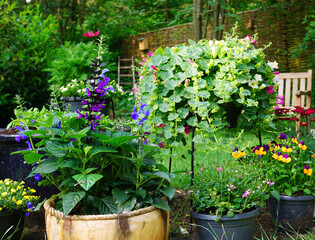 Flower garden, English landscaped flower garden nice and green fresh start of the summer. nice and decorative garden. the garden of Eden.. Fieldflowers 