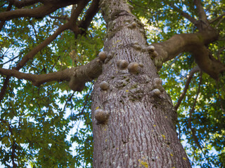 散歩の途中で発見した街路樹の木のこぶ