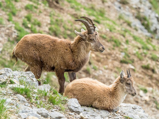 young alpin ibex in mountain