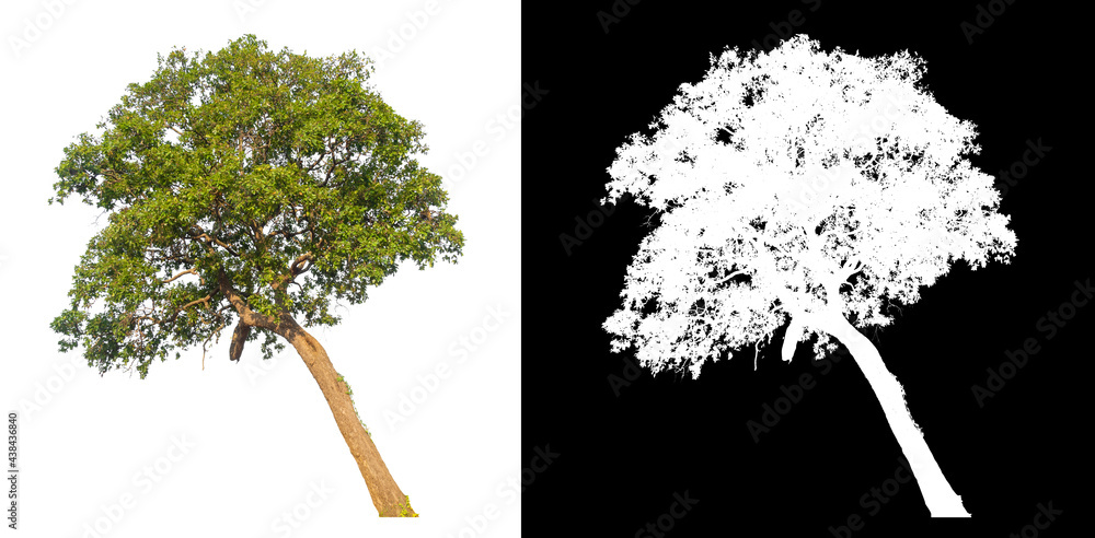 Poster isolated tree on white background with clipping path
