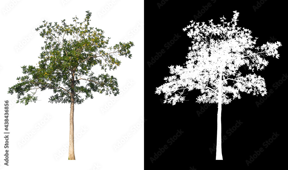 Poster isolated tree on white background with clipping path