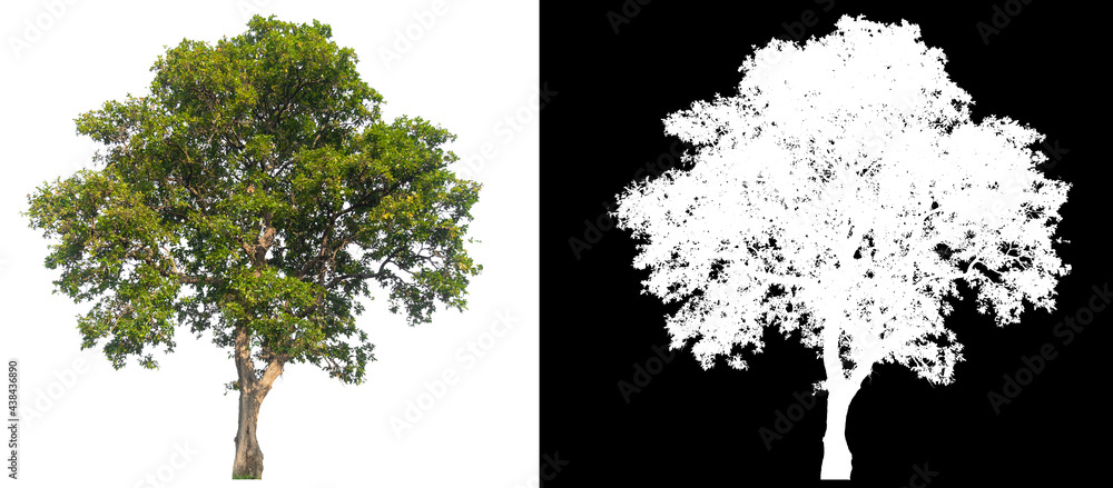 Poster isolated tree on white background with clipping path