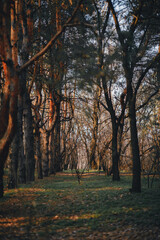 tall trees in the forest grow in the sun