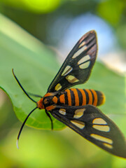 butterfly on leaf