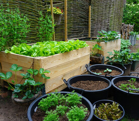 Urban vegetable garden, English flower garden nice and green fresh start of the spring. with own...