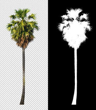 sugar palm tree on transparent picture background with clipping path