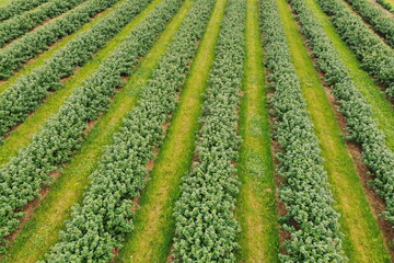 Luftbild mit Drohne, Johannisbeer- Plantage