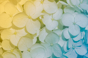 グラデーションの紫陽花