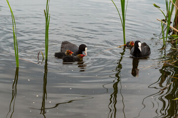 mother duck feeds ducklings on the lake