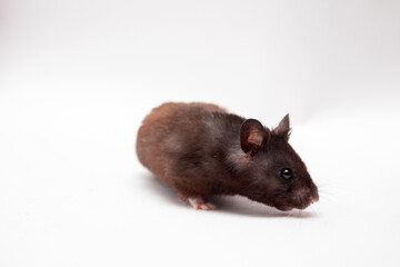 Black hamster on white background