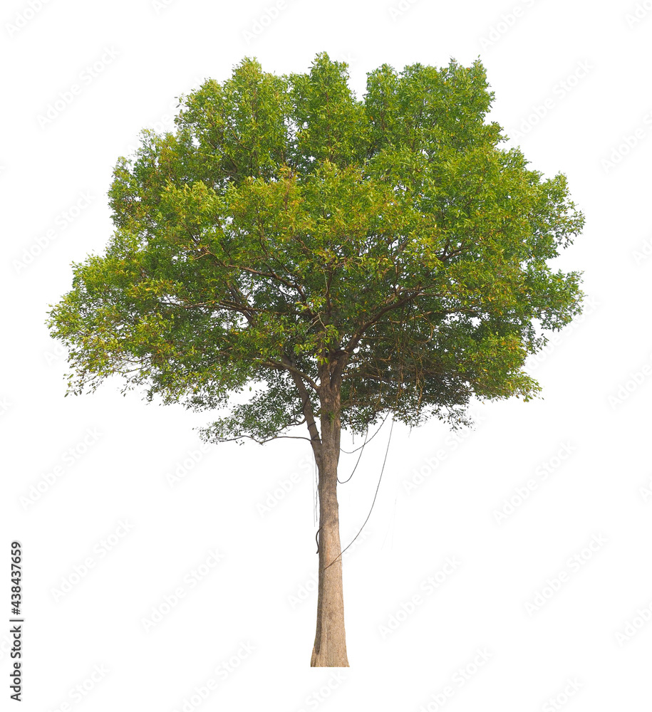 Aufkleber isolated tree on white background