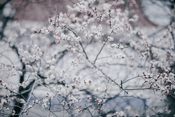 blooming apricot blooms and pleases everyone around