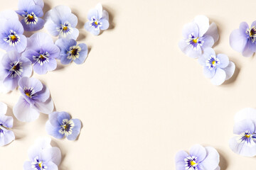Floral tender background, pastel composition with violas