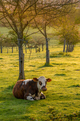 Animal ferme vache 509