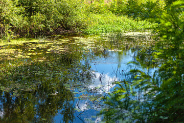 beautiful water flows in the thick of the forest