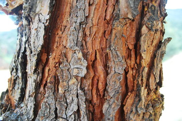 Real and quality images from natural world 