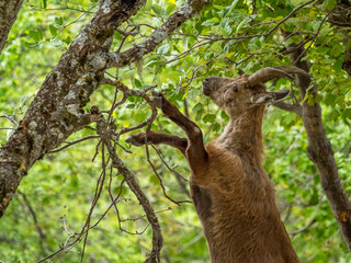 Alpine ibex in Vercors, South French Alps