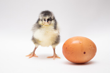 Egg and chicken on a white background. Soft focus