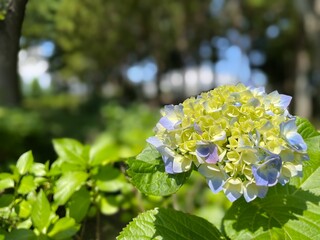 この公園の紫陽花は未だ咲き始めなので黄色から青色に変化の最中です
