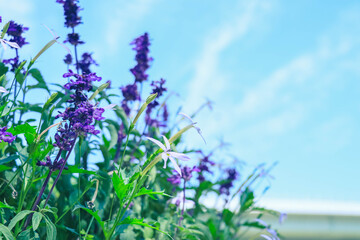 公園に咲く花々　ラベンダー
