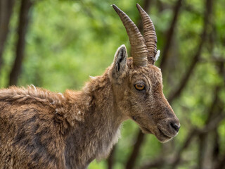 portrait of an Alpine ibex 