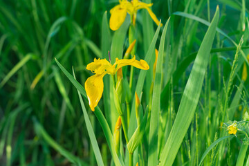 Bright yellow flowers irises in green foliage