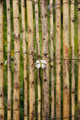 bamboo forest background