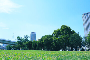 芝生の公園