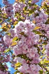 Beautiful sakura flower (cherry blossom) in spring. blossoming branch with pink sakura flowers on blue sky.