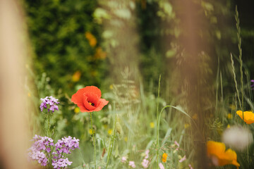 poppies in the field