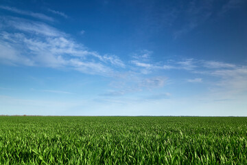 Obraz premium agricultural field with young sprouts and a blue sky with clouds - a beautiful spring landscape