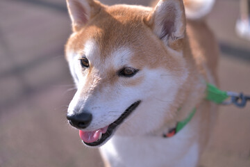 Obraz premium 朝の光を浴びる柴犬の顔のアップ