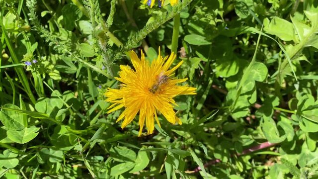 A honey bee covered with pollen collecting nectar pollen from a dandelion on a meadow, yellow flower