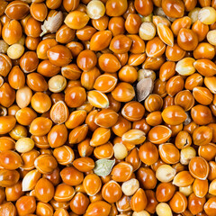 unhulled proso millet grains close up