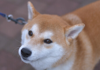 飼い主を見つめる柴犬の顔のアップ