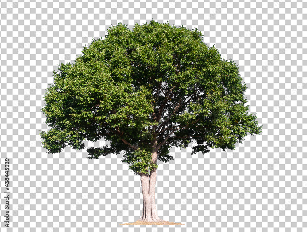 Poster isolated tree on transperrent picture background