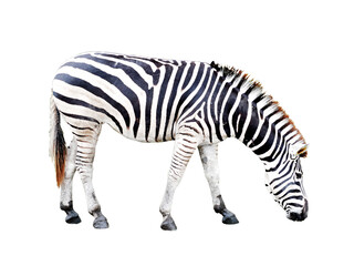 zebra isolated on white