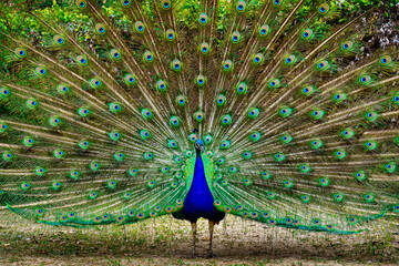Peacock with its tail open showing vivid colors in a symmetrical arrangement. Aranjuez.