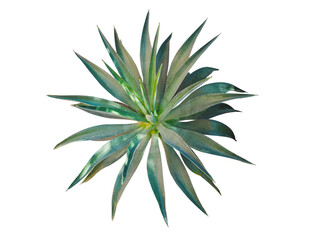 Agave plant isolated on white background. clipping path. Agave plant tropical drought tolerance has sharp thorns.