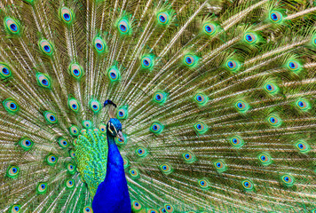 Naklejka premium Peacock with its tail open showing vivid colors in a symmetrical arrangement. Aranjuez.