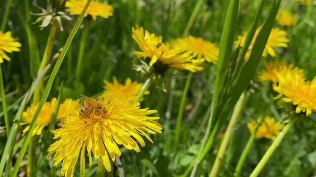 A honey bee covered with pollen collecting nectar pollen from a dandelion on a meadow, yellow flower