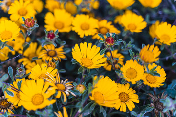 Set of flowers Euryops pectinatus, yellow leaved daisy