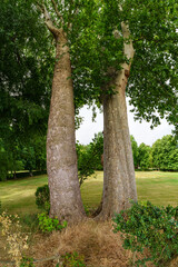 Huge tree with double trunk in a public park in Madrid. Aranjuez.