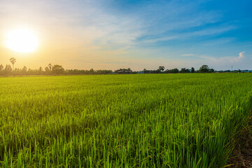 Scenic view landscape of Rice field green grass with field cornfield or in Asia country agriculture harvest with fluffy clouds blue sky sunset evening background.