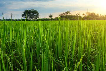 Scenic view landscape of Rice field green grass with field cornfield or in Asia country agriculture harvest with fluffy clouds blue sky sunset evening background.